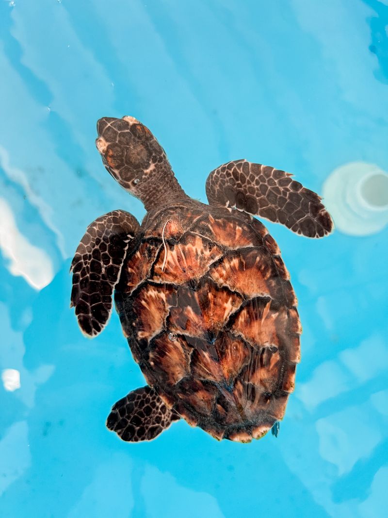 Marine Wildlife